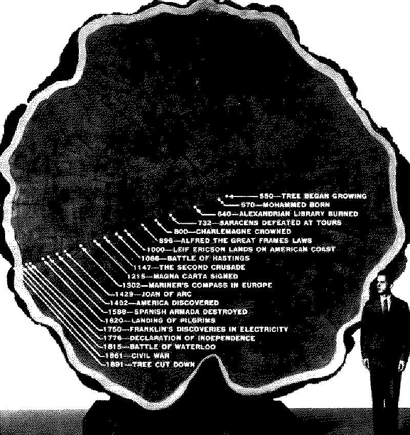Querschnitt des Mark Twain Tree mit historischen Jahresmarkierungen